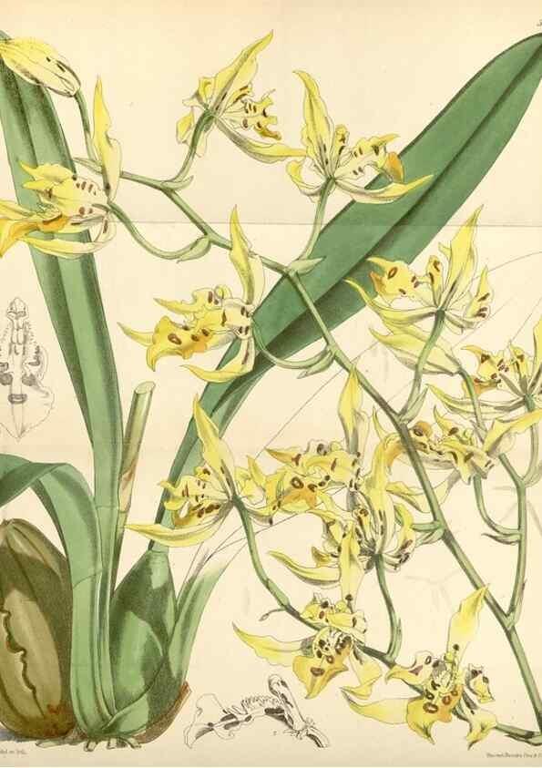 Reproducción/Reproduction 35145382231: Curtis's botanical magazine.. London ; New York [etc.] :Academic Press [etc.]