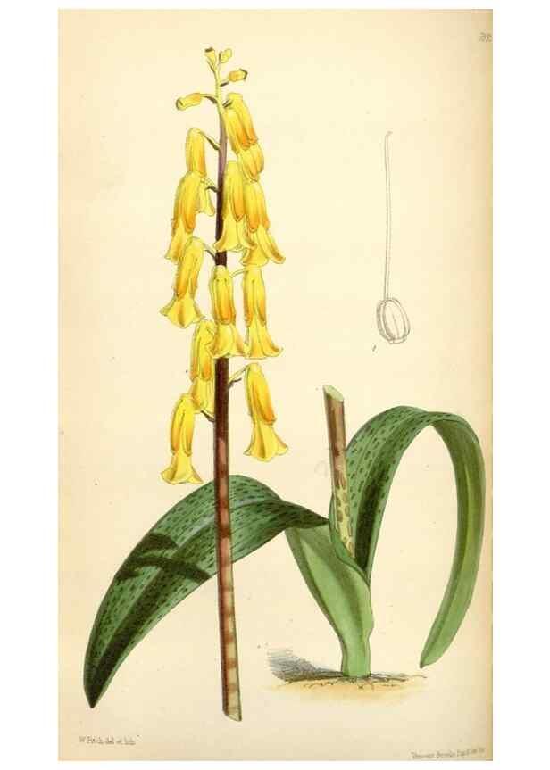 Reproducción/Reproduction 35108971012: Curtis's botanical magazine.. London ; New York [etc.] :Academic Press [etc.]