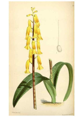 Reproducción/Reproduction 35108971012: Curtis's botanical magazine.. London ; New York [etc.] :Academic Press [etc.]