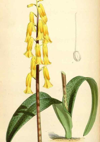 Reproducción/Reproduction 35108971012: Curtis's botanical magazine.. London ; New York [etc.] :Academic Press [etc.]