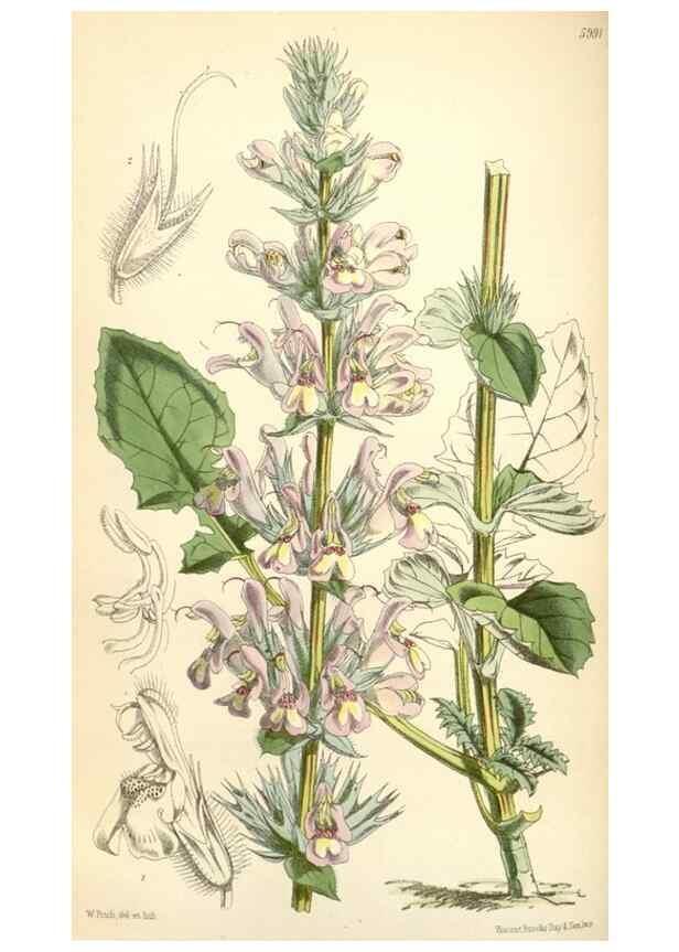 Reproducción/Reproduction 35108969712: Curtis's botanical magazine.. London ; New York [etc.] :Academic Press [etc.]