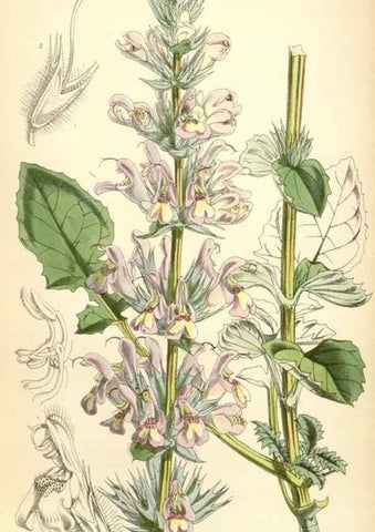 Reproducción/Reproduction 35108969712: Curtis's botanical magazine.. London ; New York [etc.] :Academic Press [etc.]