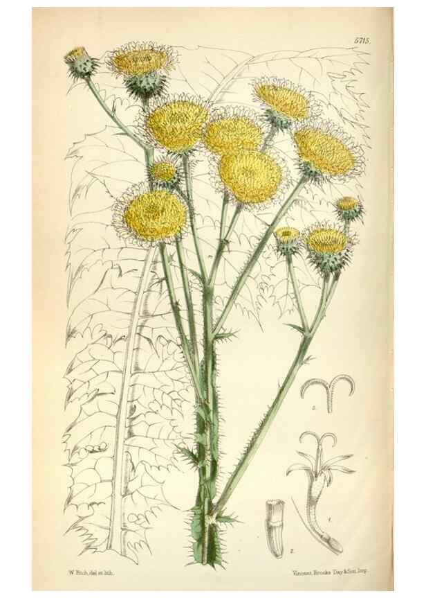 Reproducción/Reproduction 35144629111: Curtis's botanical magazine.. London ; New York [etc.] :Academic Press [etc.]
