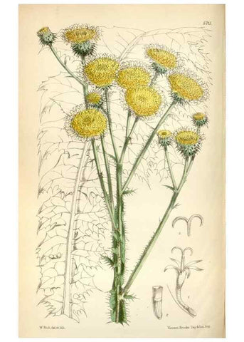 Reproducción/Reproduction 35144629111: Curtis's botanical magazine.. London ; New York [etc.] :Academic Press [etc.]