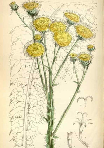 Reproducción/Reproduction 35144629111: Curtis's botanical magazine.. London ; New York [etc.] :Academic Press [etc.]