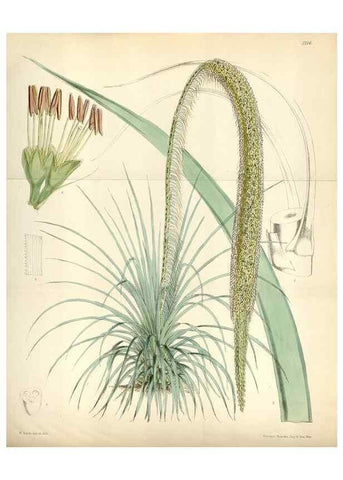 Reproducción/Reproduction 35108301512: Curtis's botanical magazine.. London ; New York [etc.] :Academic Press [etc.]