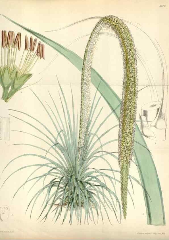 Reproducción/Reproduction 35108301512: Curtis's botanical magazine.. London ; New York [etc.] :Academic Press [etc.]