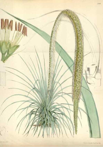 Reproducción/Reproduction 35108301512: Curtis's botanical magazine.. London ; New York [etc.] :Academic Press [etc.]