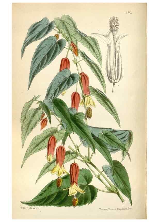 Reproducción/Reproduction 35144632321: Curtis's botanical magazine.. London ; New York [etc.] :Academic Press [etc.]