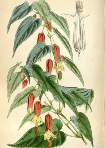 Reproducción/Reproduction 35144632321: Curtis's botanical magazine.. London ; New York [etc.] :Academic Press [etc.]