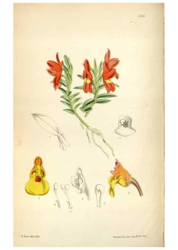 Reproducción/Reproduction 35144633751: Curtis's botanical magazine.. London ; New York [etc.] :Academic Press [etc.]