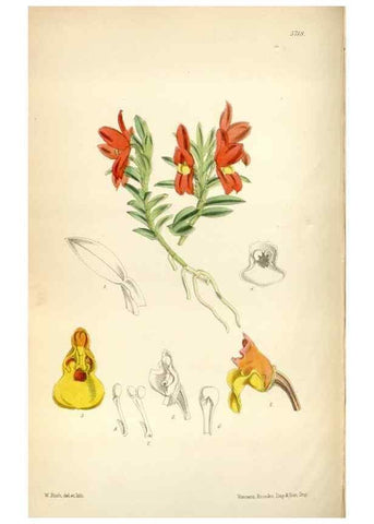 Reproducción/Reproduction 35144633751: Curtis's botanical magazine.. London ; New York [etc.] :Academic Press [etc.]
