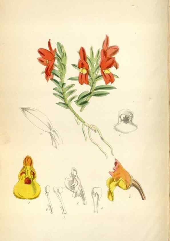Reproducción/Reproduction 35144633751: Curtis's botanical magazine.. London ; New York [etc.] :Academic Press [etc.]