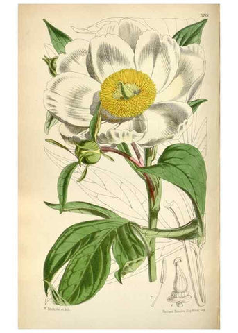 Reproducción/Reproduction 35144634331: Curtis's botanical magazine.. London ; New York [etc.] :Academic Press [etc.]