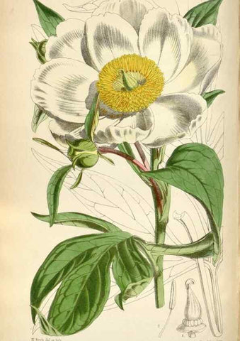Reproducción/Reproduction 35144634331: Curtis's botanical magazine.. London ; New York [etc.] :Academic Press [etc.]