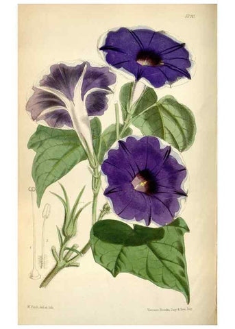 Reproducción/Reproduction 35144635101: Curtis's botanical magazine.. London ; New York [etc.] :Academic Press [etc.]