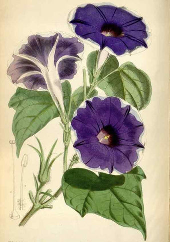 Reproducción/Reproduction 35144635101: Curtis's botanical magazine.. London ; New York [etc.] :Academic Press [etc.]