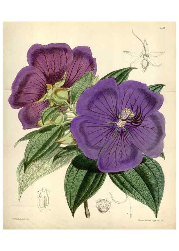 Reproducción/Reproduction 35144635711: Curtis's botanical magazine.. London ; New York [etc.] :Academic Press [etc.]