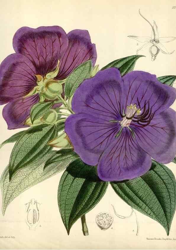 Reproducción/Reproduction 35144635711: Curtis's botanical magazine.. London ; New York [etc.] :Academic Press [etc.]