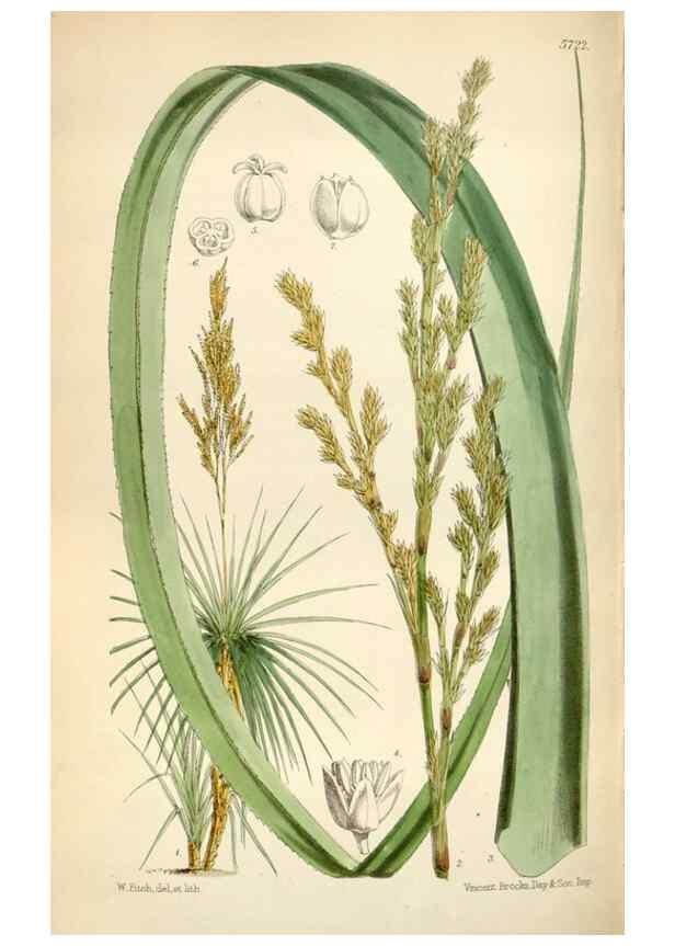 Reproducción/Reproduction 35234358536: Curtis's botanical magazine.. London ; New York [etc.] :Academic Press [etc.]
