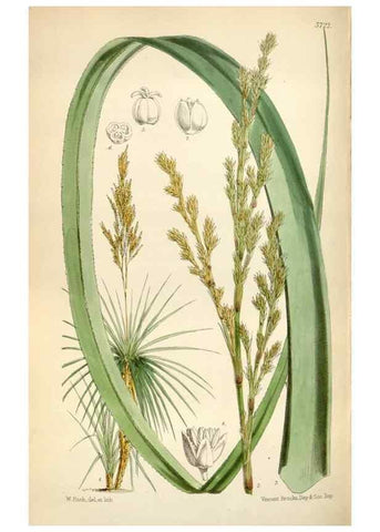 Reproducción/Reproduction 35234358536: Curtis's botanical magazine.. London ; New York [etc.] :Academic Press [etc.]