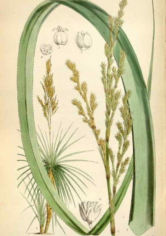 Reproducción/Reproduction 35234358536: Curtis's botanical magazine.. London ; New York [etc.] :Academic Press [etc.]