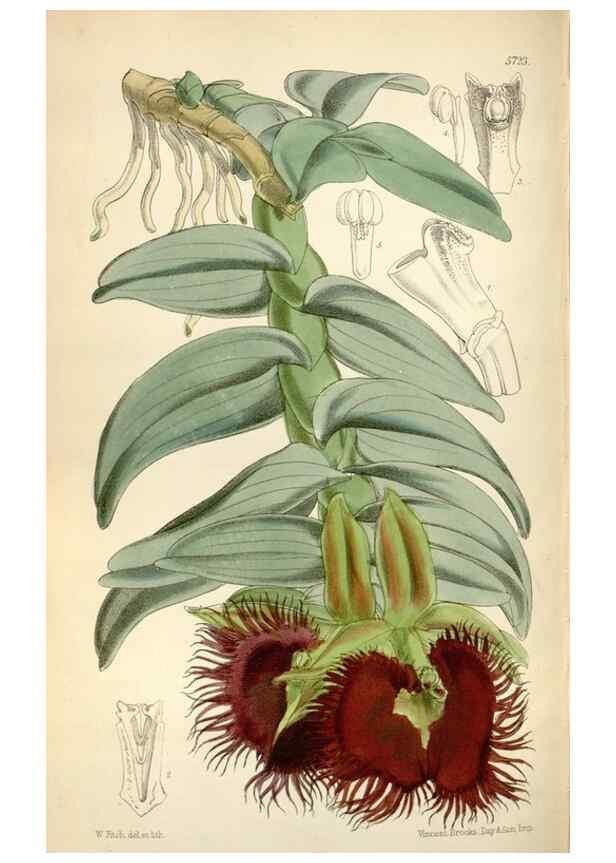 Reproducción/Reproduction 34887567310: Curtis's botanical magazine.. London ; New York [etc.] :Academic Press [etc.]