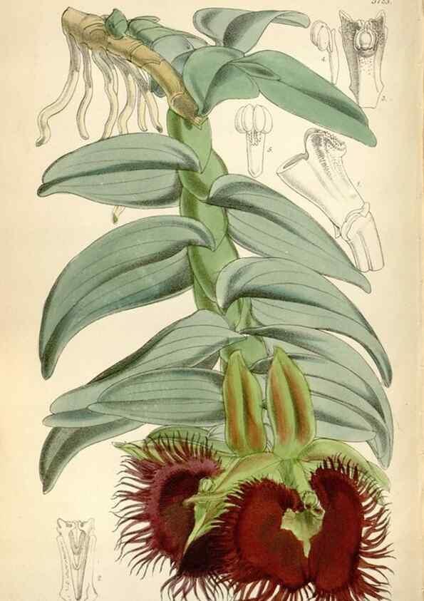 Reproducción/Reproduction 34887567310: Curtis's botanical magazine.. London ; New York [etc.] :Academic Press [etc.]