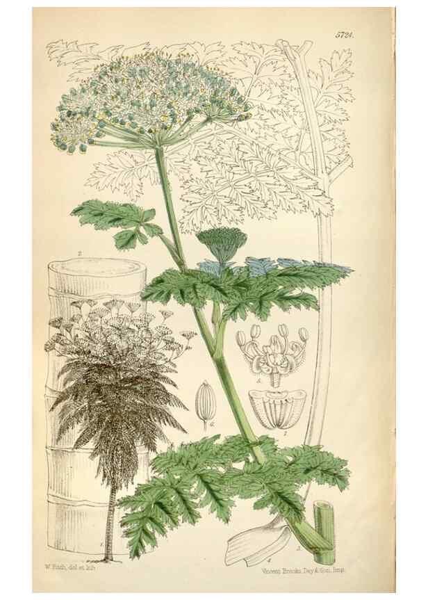 Reproducción/Reproduction 35274908325: Curtis's botanical magazine.. London ; New York [etc.] :Academic Press [etc.]