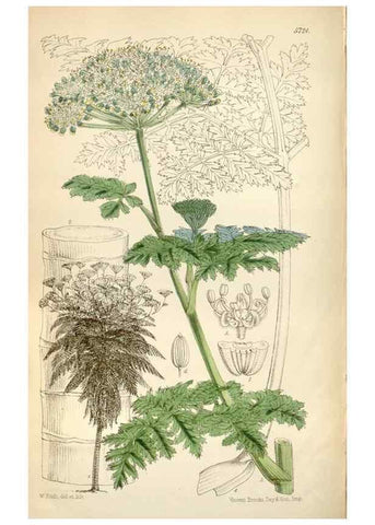 Reproducción/Reproduction 35274908325: Curtis's botanical magazine.. London ; New York [etc.] :Academic Press [etc.]