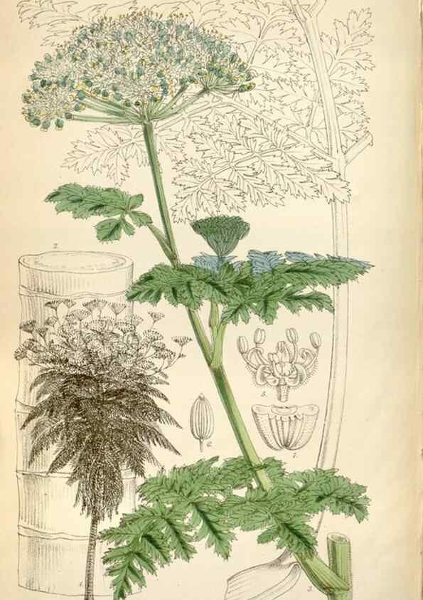 Reproducción/Reproduction 35274908325: Curtis's botanical magazine.. London ; New York [etc.] :Academic Press [etc.]