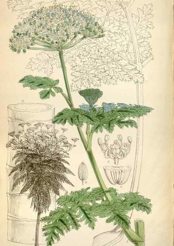 Reproducción/Reproduction 35274908325: Curtis's botanical magazine.. London ; New York [etc.] :Academic Press [etc.]
