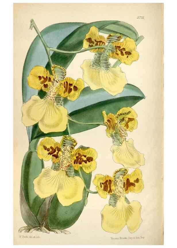 Reproducción/Reproduction 35274910675: Curtis's botanical magazine.. London ; New York [etc.] :Academic Press [etc.]
