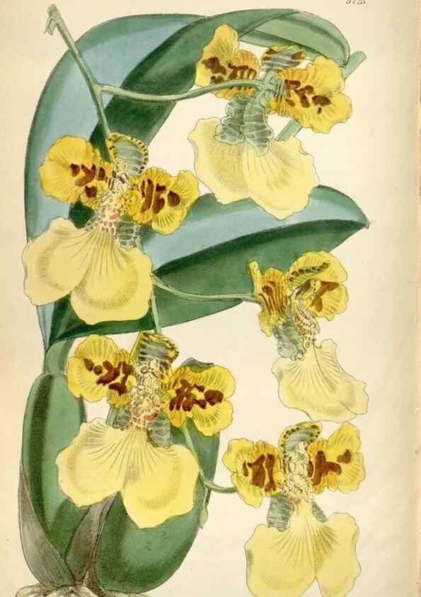 Reproducción/Reproduction 35274910675: Curtis's botanical magazine.. London ; New York [etc.] :Academic Press [etc.]