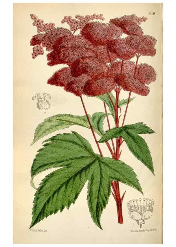 Reproducción/Reproduction 35274912715: Curtis's botanical magazine.. London ; New York [etc.] :Academic Press [etc.]