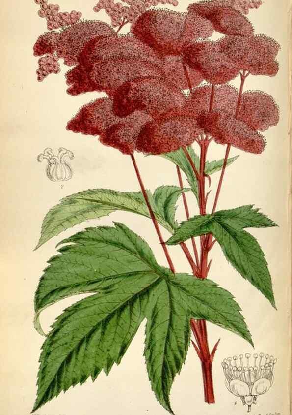 Reproducción/Reproduction 35274912715: Curtis's botanical magazine.. London ; New York [etc.] :Academic Press [etc.]