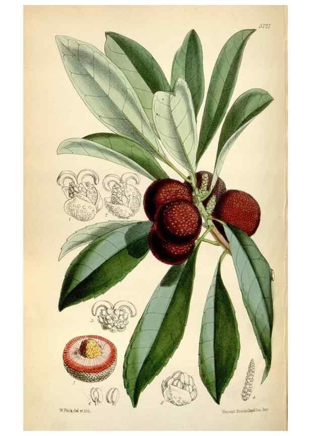 Reproducción/Reproduction 35274914415: Curtis's botanical magazine.. London ; New York [etc.] :Academic Press [etc.]