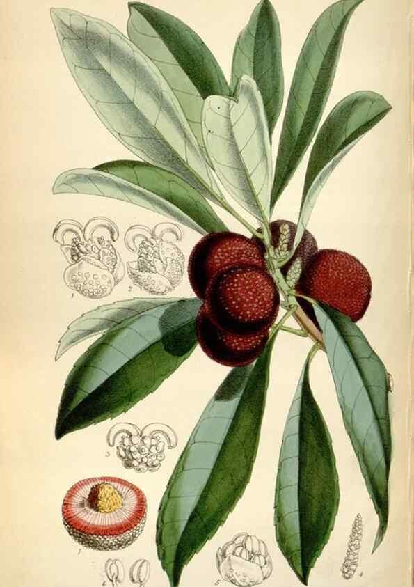 Reproducción/Reproduction 35274914415: Curtis's botanical magazine.. London ; New York [etc.] :Academic Press [etc.]