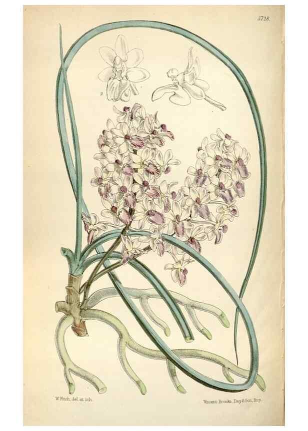 Reproducción/Reproduction 35108331552: Curtis's botanical magazine.. London ; New York [etc.] :Academic Press [etc.]