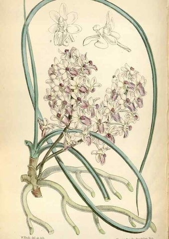 Reproducción/Reproduction 35108331552: Curtis's botanical magazine.. London ; New York [etc.] :Academic Press [etc.]