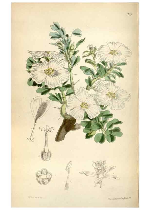 Reproducción/Reproduction 34465223173: Curtis's botanical magazine.. London ; New York [etc.] :Academic Press [etc.]
