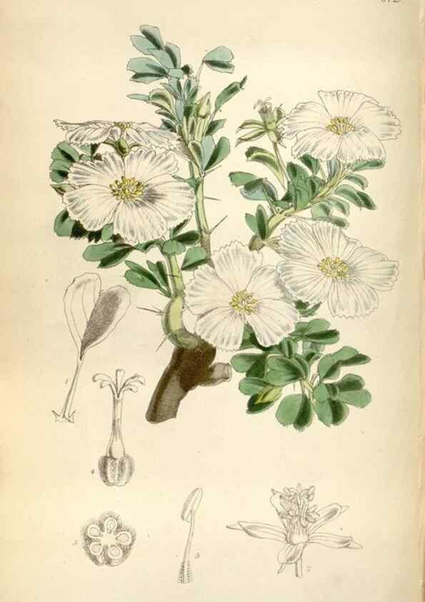 Reproducción/Reproduction 34465223173: Curtis's botanical magazine.. London ; New York [etc.] :Academic Press [etc.]