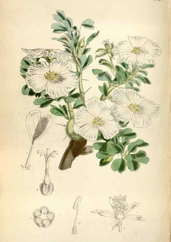 Reproducción/Reproduction 34465223173: Curtis's botanical magazine.. London ; New York [etc.] :Academic Press [etc.]