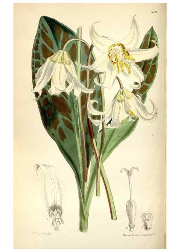 Reproducción/Reproduction 35108296972: Curtis's botanical magazine.. London ; New York [etc.] :Academic Press [etc.]
