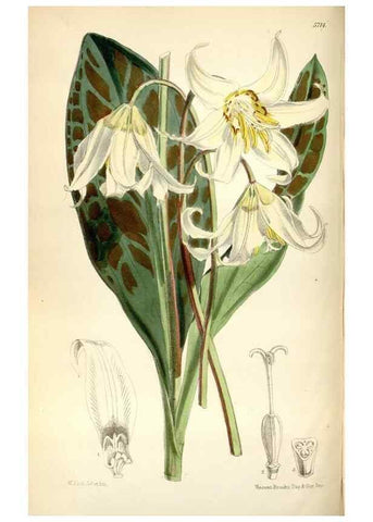 Reproducción/Reproduction 35108296972: Curtis's botanical magazine.. London ; New York [etc.] :Academic Press [etc.]