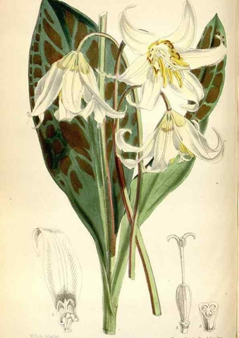 Reproducción/Reproduction 35108296972: Curtis's botanical magazine.. London ; New York [etc.] :Academic Press [etc.]