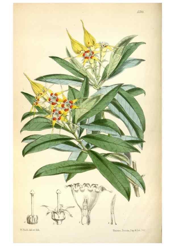 Reproducción/Reproduction 35144625641: Curtis's botanical magazine.. London ; New York [etc.] :Academic Press [etc.]