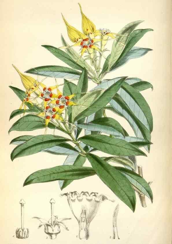 Reproducción/Reproduction 35144625641: Curtis's botanical magazine.. London ; New York [etc.] :Academic Press [etc.]