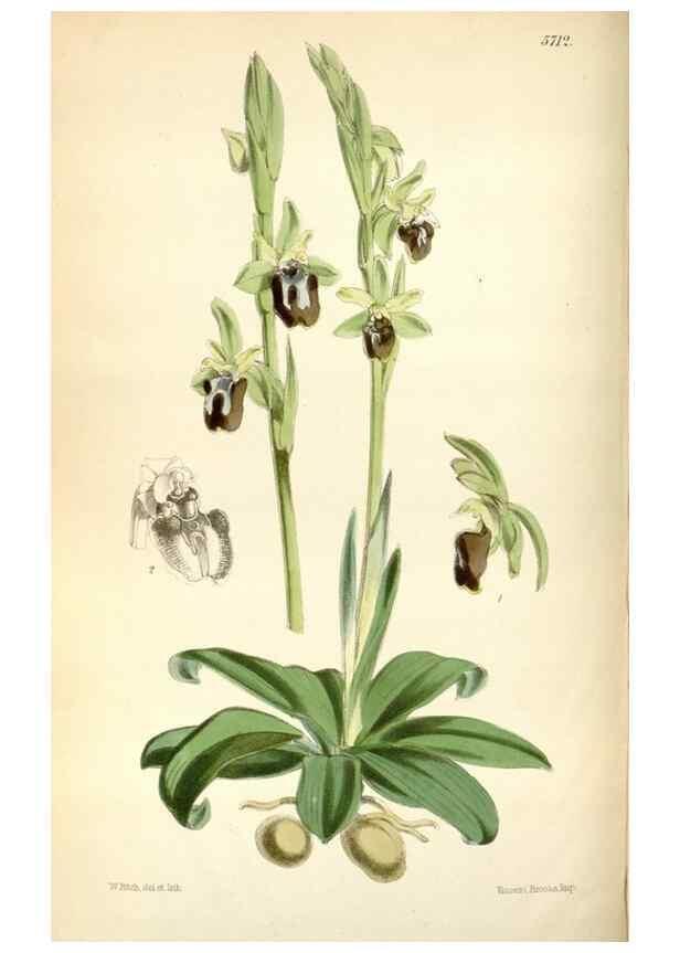 Reproducción/Reproduction 35144623951: Curtis's botanical magazine.. London ; New York [etc.] :Academic Press [etc.]