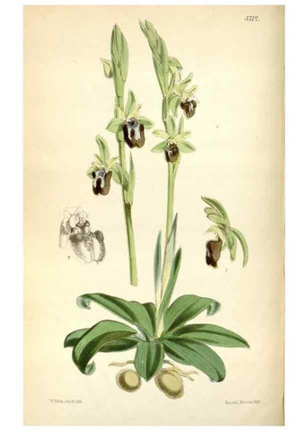 Reproducción/Reproduction 35144623951: Curtis's botanical magazine.. London ; New York [etc.] :Academic Press [etc.]
